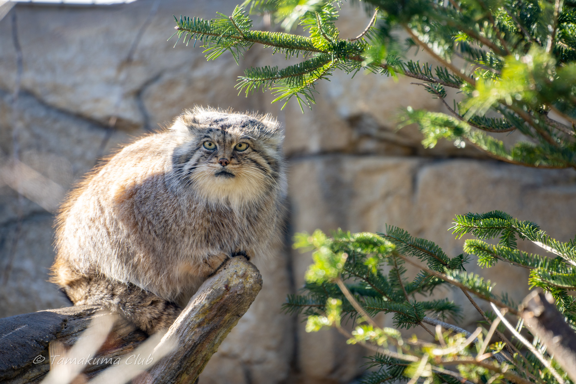 A Pallas’s cat sitting near evergreen branches
