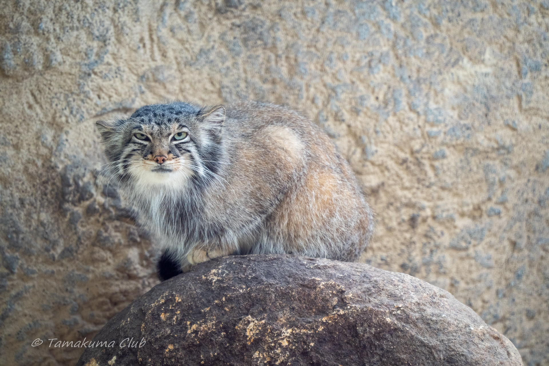 A Pallas’s cat yawning at a Japanese zoo