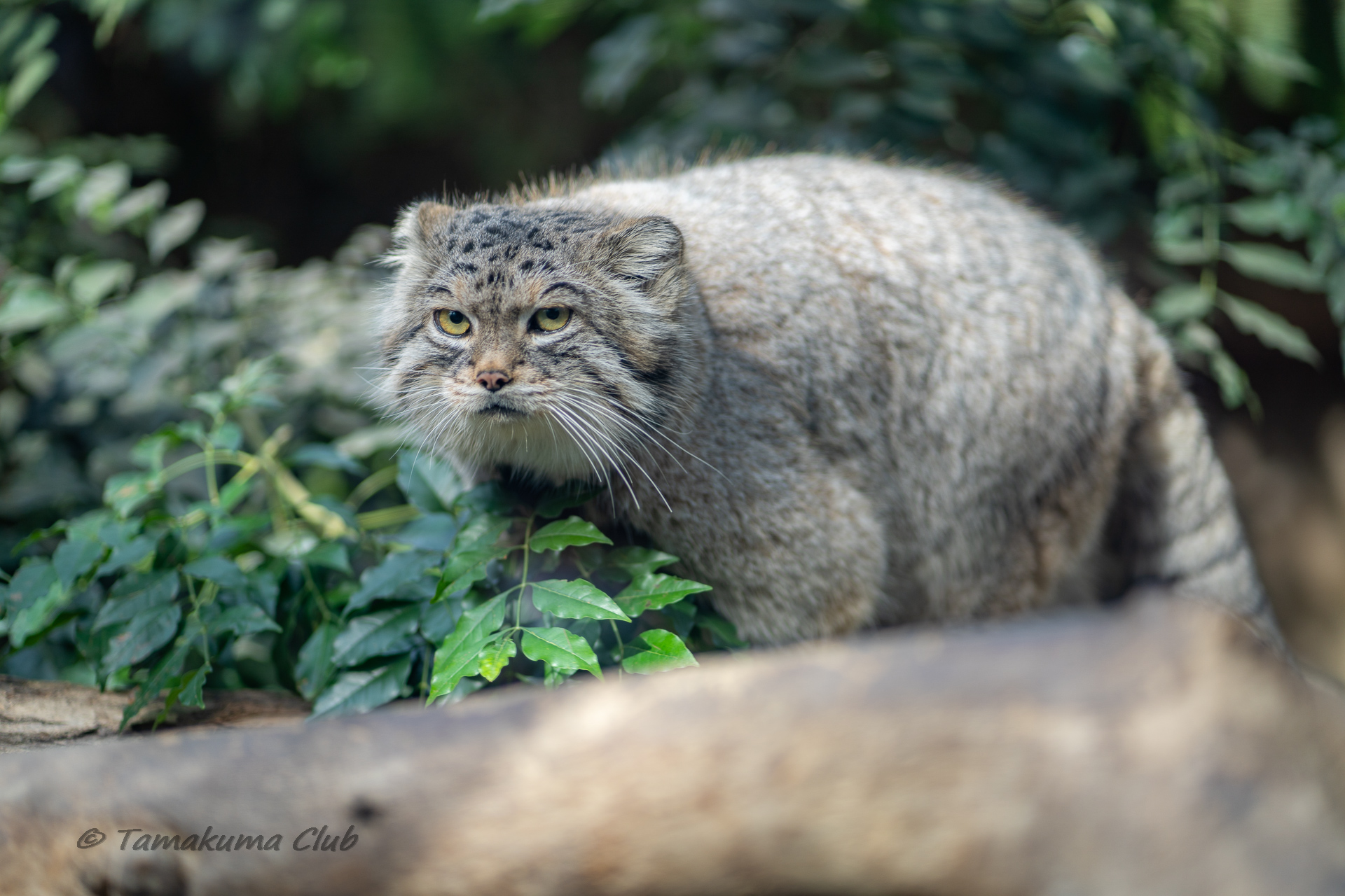 A Pallas’s cat walking through green leaves