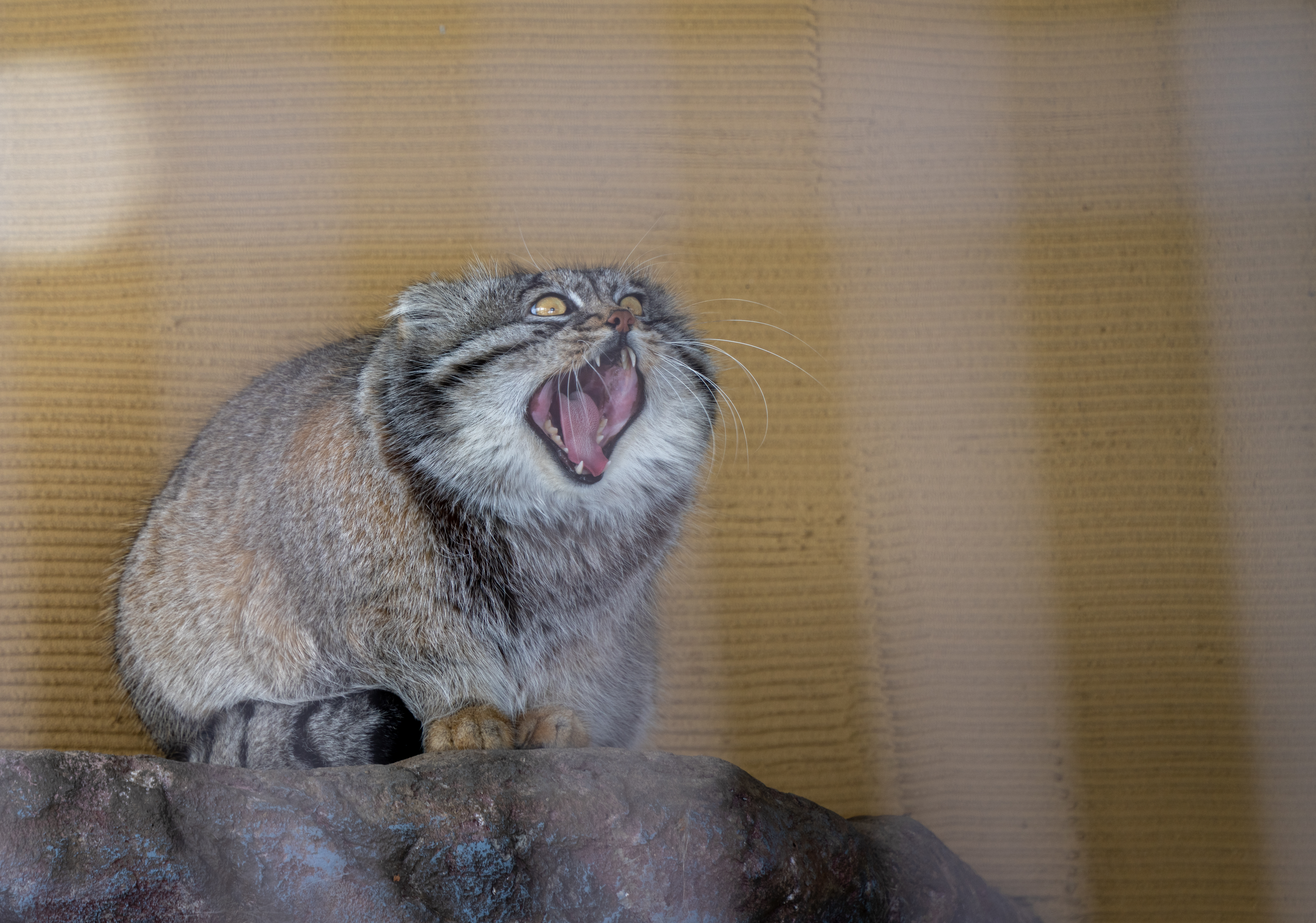 A Pallas’s cat in a quiet zoo habitat