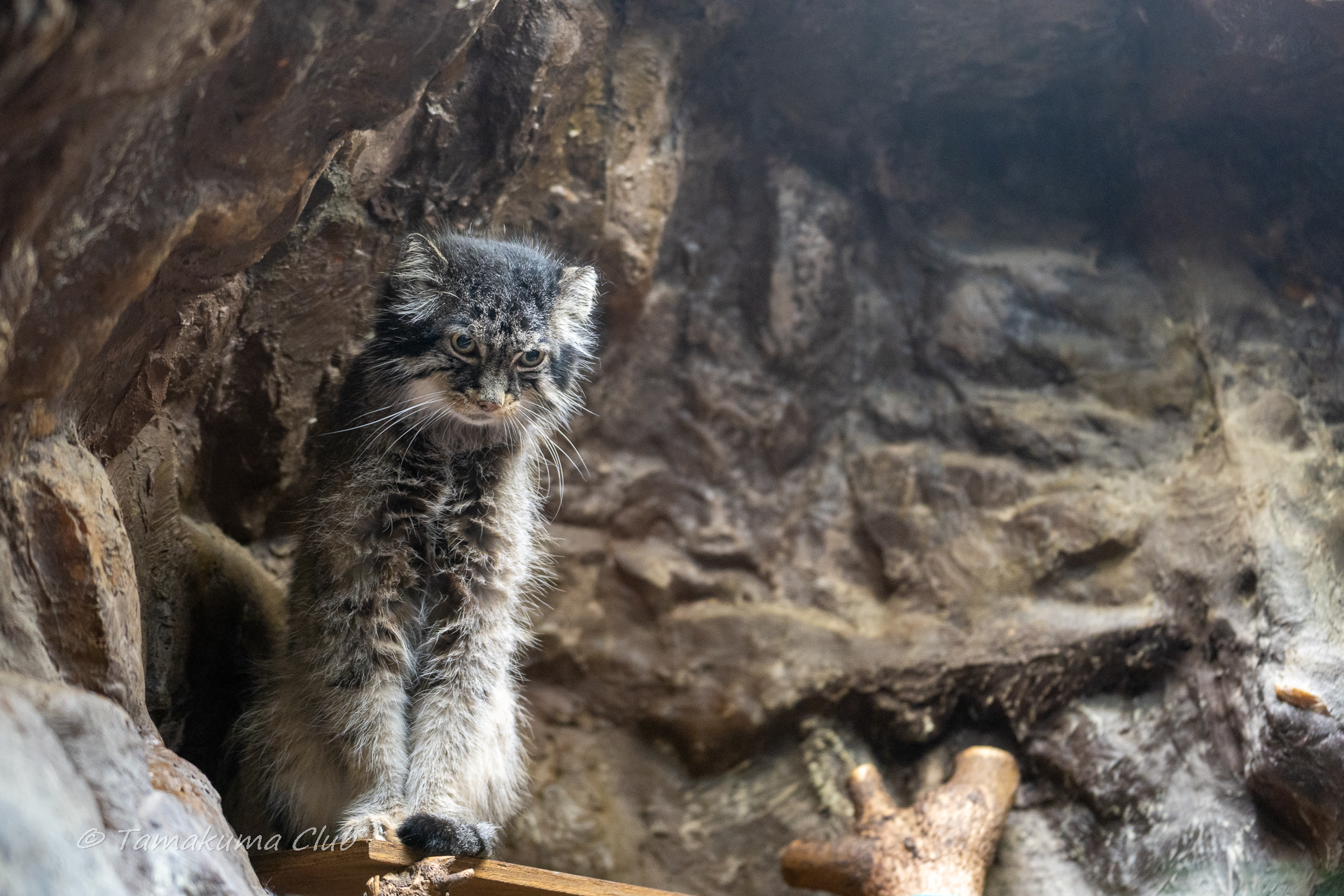 A young Pallas’s cat near rocks